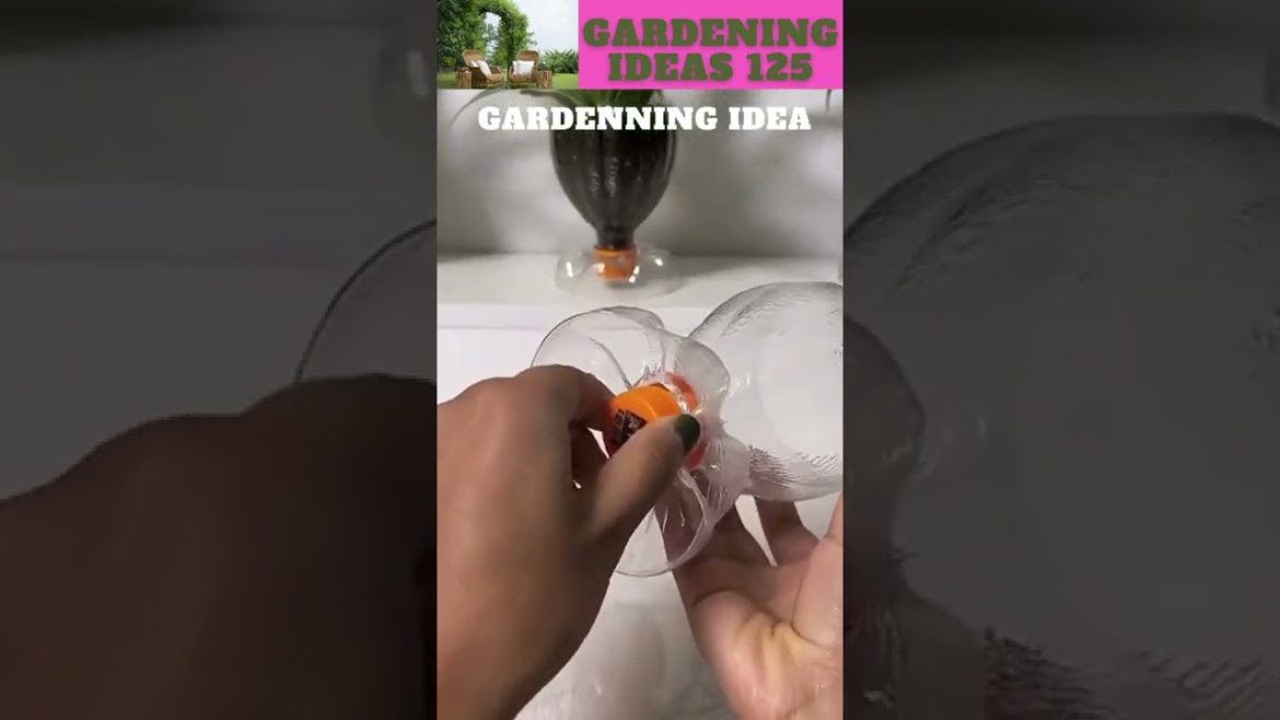 Empty bottles can grow plant like this😆🌴🌱🌿😇/gardening ideas 😇