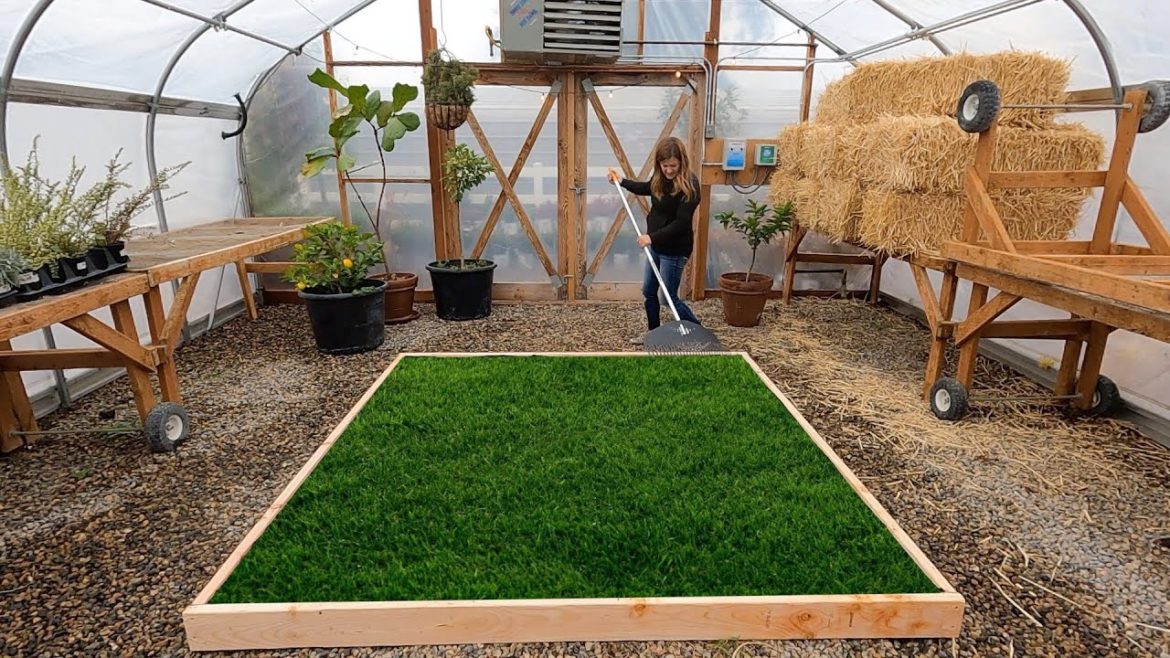 Garden Answer: Planting a Lawn in the Greenhouse for the Kids! 🥰🌾💚 // Garden Answer Planting a Lawn in the Greenhouse for the Kids! 🥰🌾💚 // Garden Answer