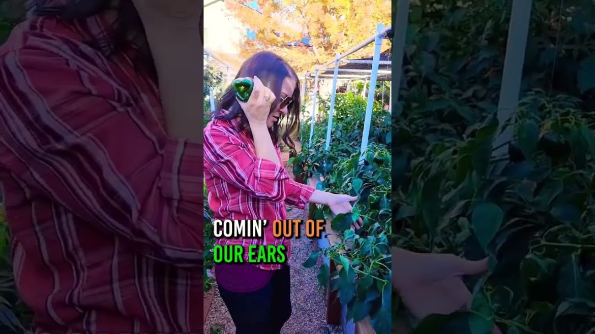 This seems like a good problem to have 😅 #fallvegetableharvest #autumngarden