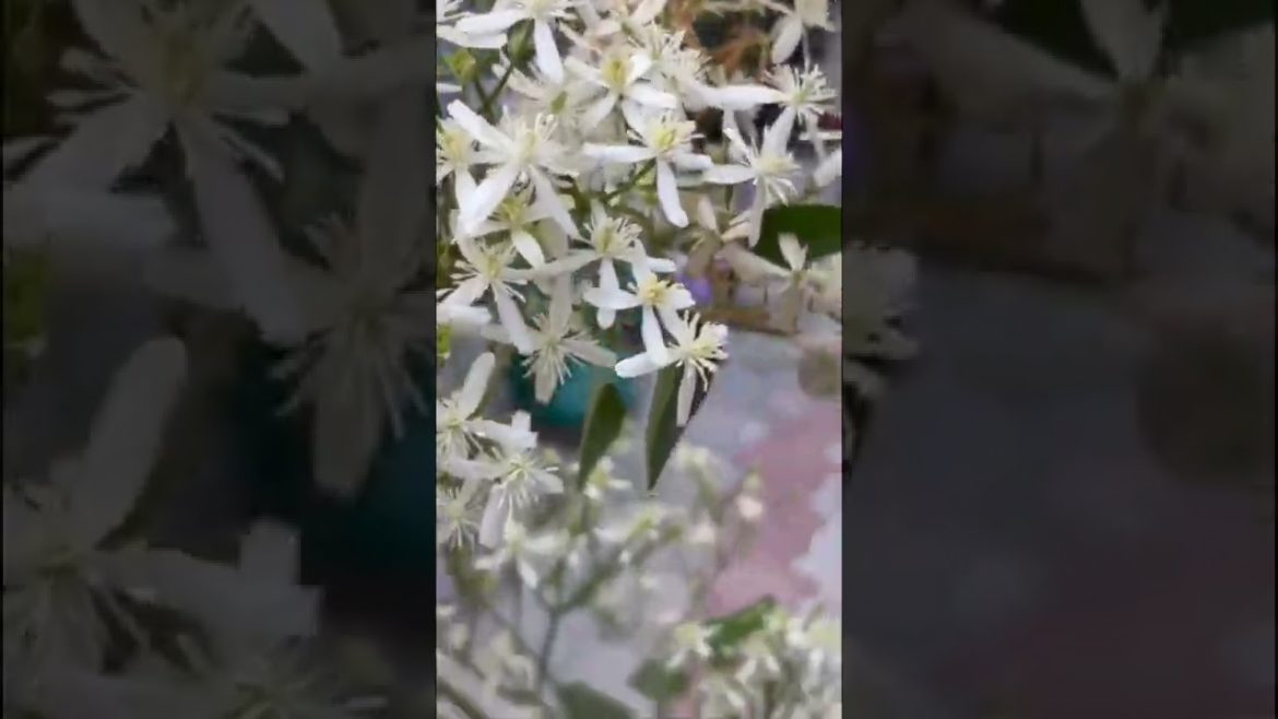 chameli flowers#youtube #shorts #gardening #chameli#androidgames