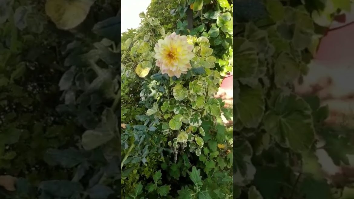 Aww!!very first bloom of Dahlia#my garden#catchlifewithsumuk Aww!!very first bloom of Dahlia#my garden#catchlifewithsumuk