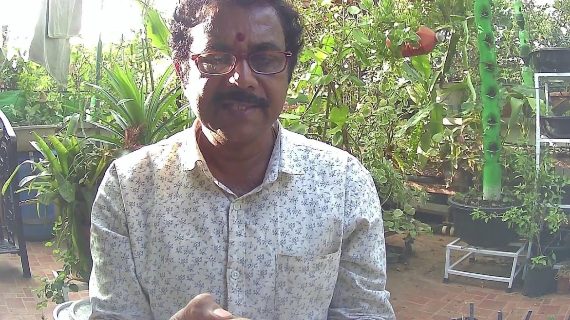 Live QA on Terrace gardening at 3PM every Sunday on Gandhi's Garden To kitchen Live QA on Terrace gardening at 3PM every Sunday on Gandhi's Garden To kitchen