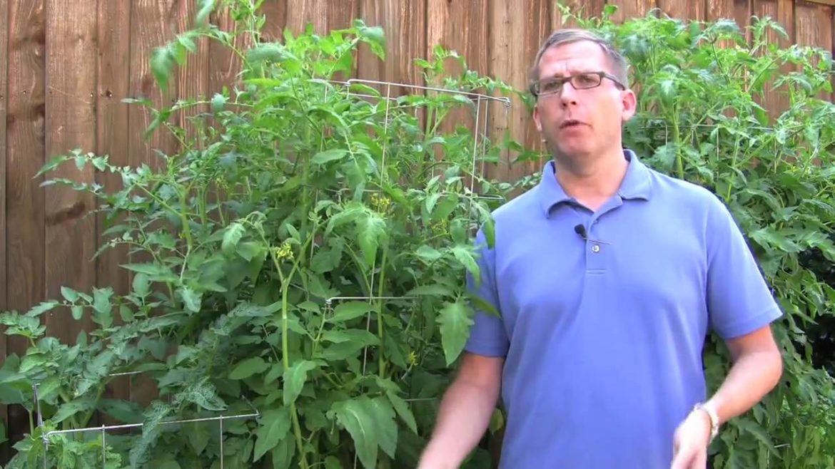 Growing Tomatoes: Try These Gardening Tips Growing Tomatoes: Try These Gardening Tips