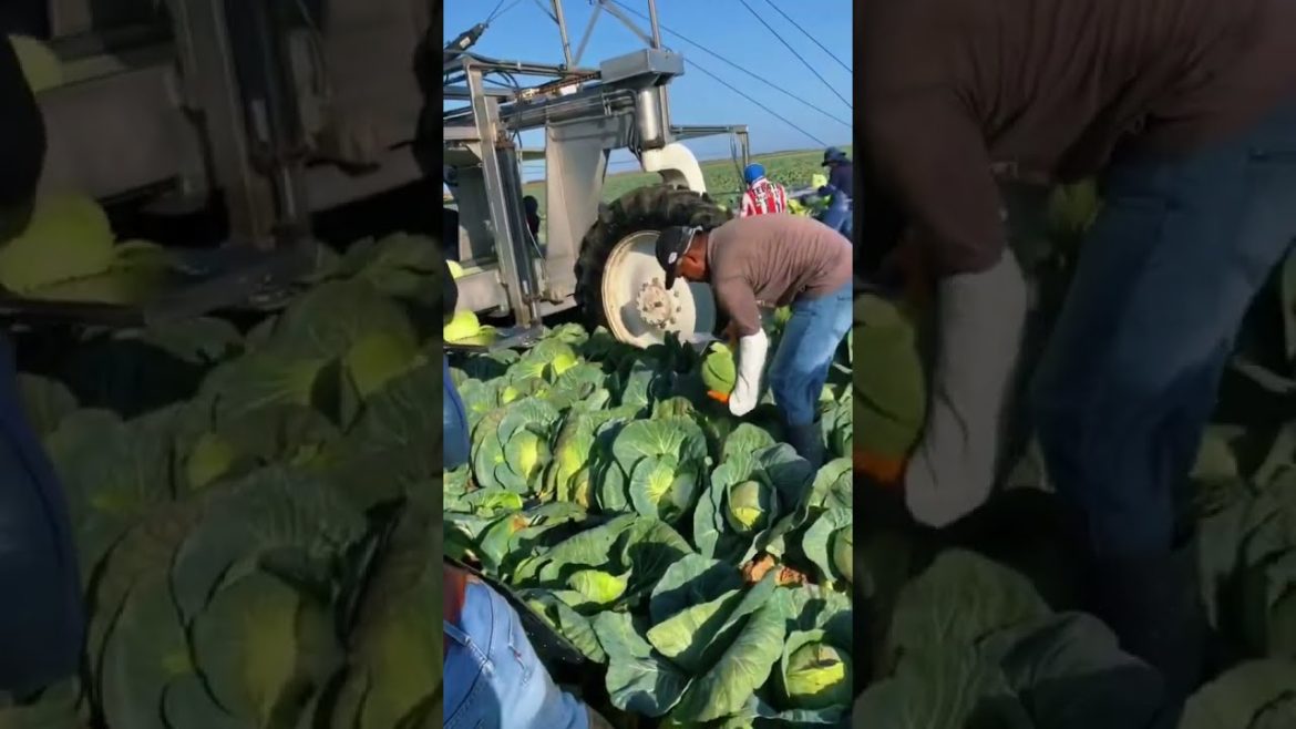 A beautiful morning to harvest cabbage