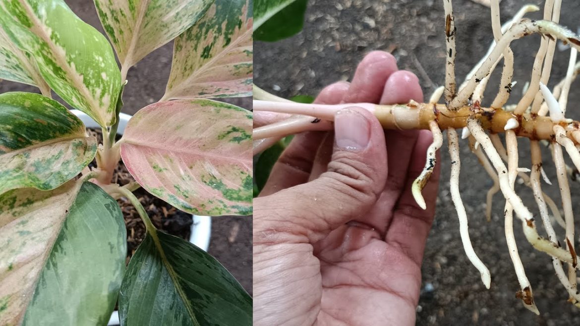 Aglaonema Siam Pearl Tips to Propagate Aglaonema Aglaonema Siam Pearl Tips to Propagate Aglaonema