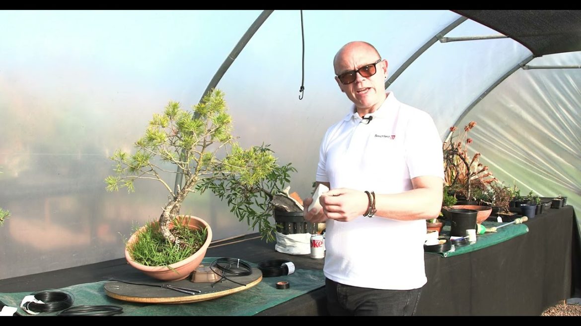 The Bonsai Show S1 Episode 8