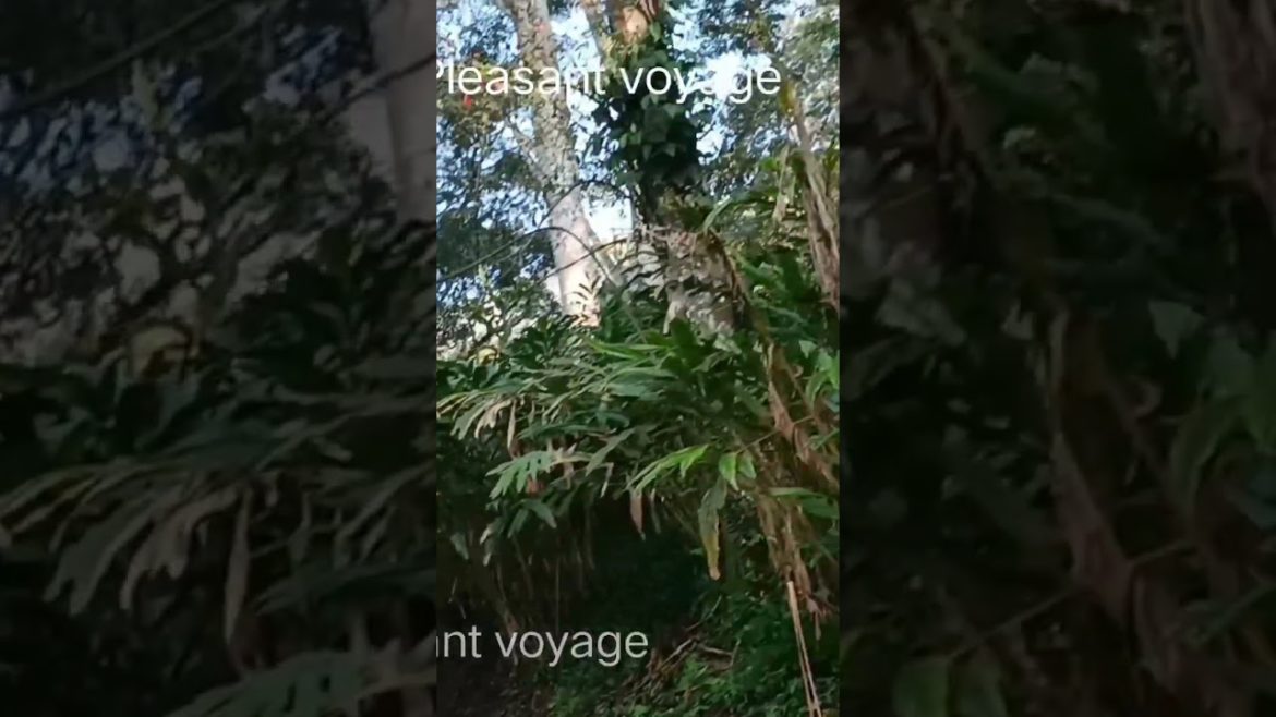 @Pleasant voyage spice garden/spices plantation/spice plans