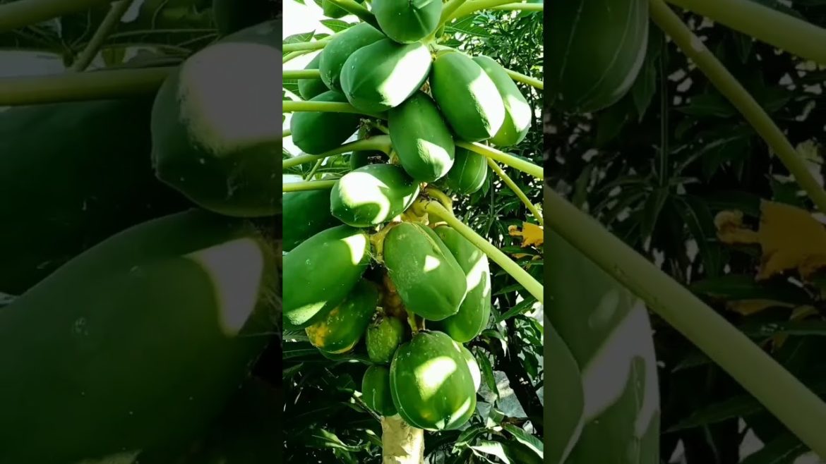 yummy 😋 papaya #shorts yummy 😋 papaya #shorts