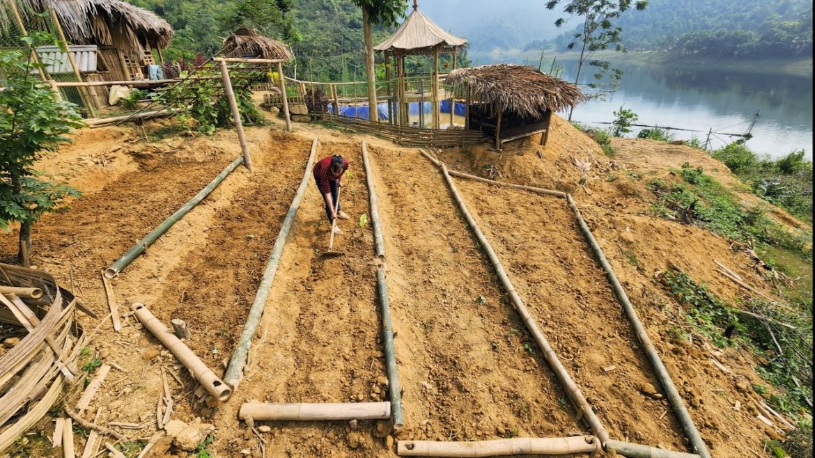 How to create beautiful terraced vegetable beds, grow sweet potatoes, potatoes and squash-Ep.47