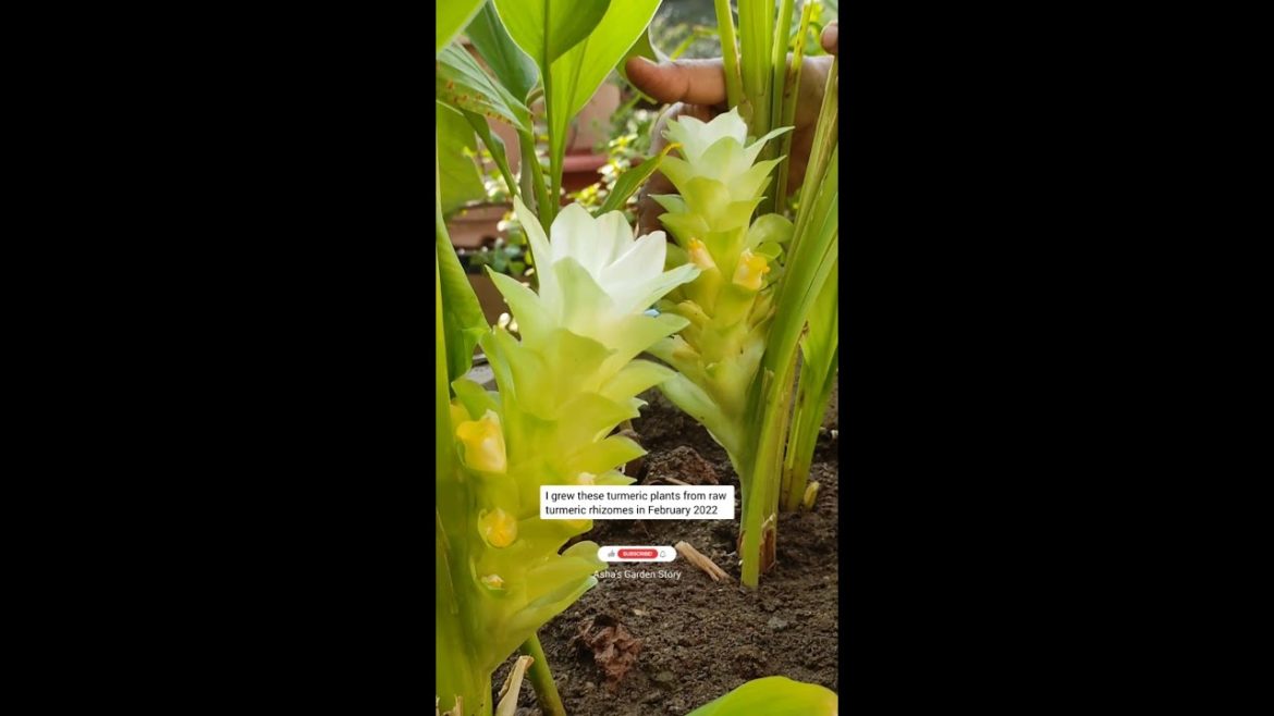 Divine Haldi Flowers In Container Pot|Turmeric Flowers|दिव्य हल्दी के फूल|#ashasgardenstory#shorts Divine Haldi Flowers In Container Pot|Turmeric Flowers|दिव्य हल्दी के फूल|#ashasgardenstory#shorts