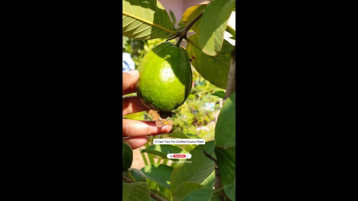 5 Care Tips For Grafted Guava Plant|Harvesting|ग्राफ्टेड अमरूद की देखभाल| #ashasgardenstory#shorts 5 Care Tips For Grafted Guava Plant|Harvesting|ग्राफ्टेड अमरूद की देखभाल| #ashasgardenstory#shorts