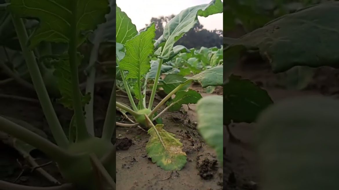 relaxing nature for stress relief