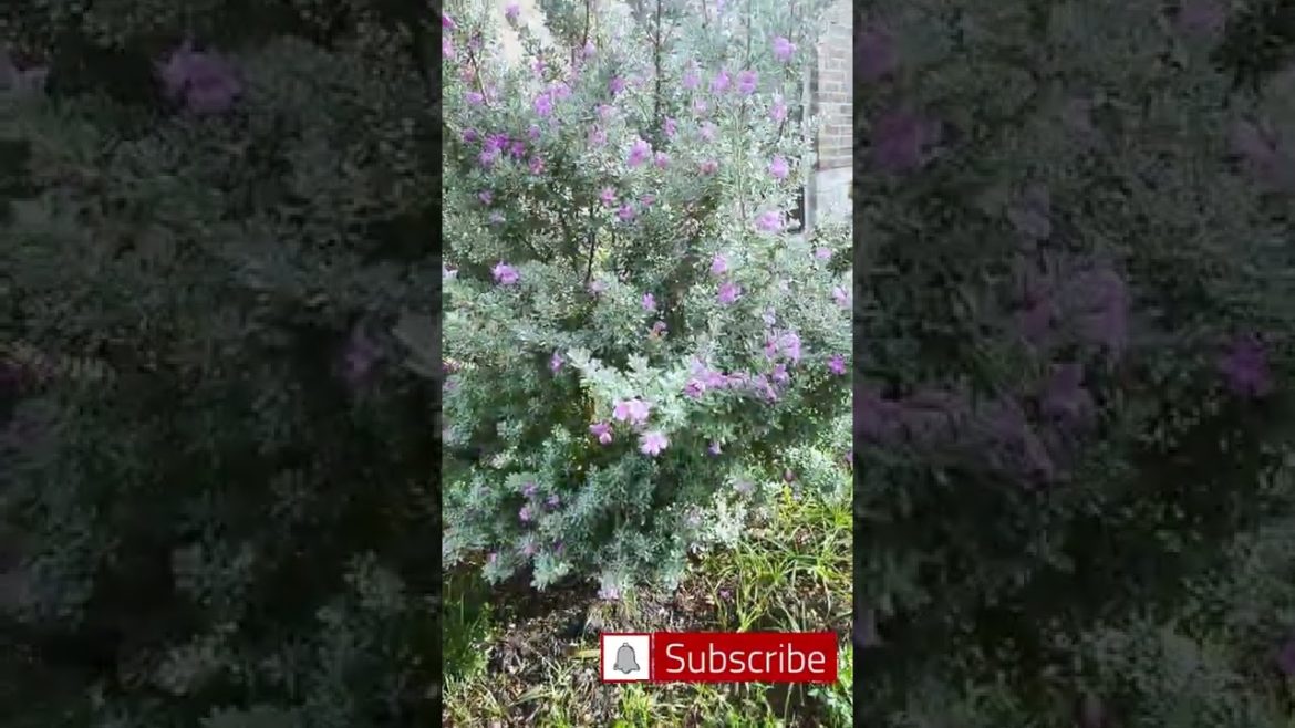 Garden For Bees Part Two (Texas Sage)