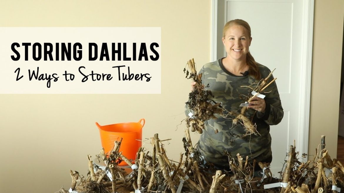 How To Store Dahlia Tubers TWO Ways for Winter! Growing Cut Flowers, Sunshine and Flora How To Store Dahlia Tubers TWO Ways for Winter! Growing Cut Flowers, Sunshine and Flora