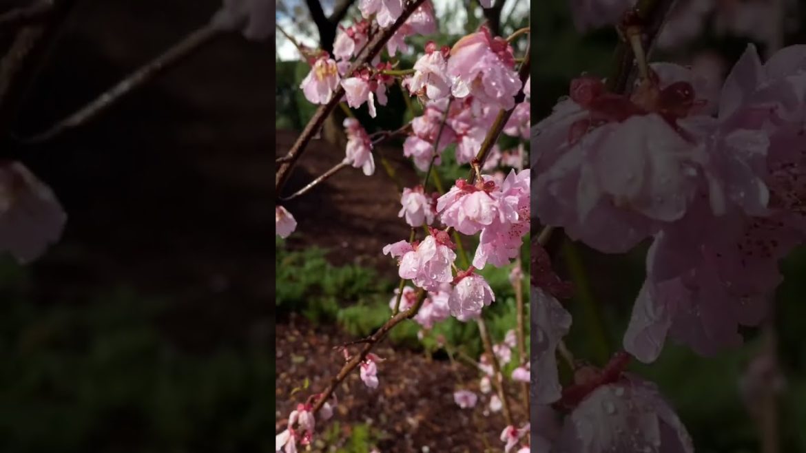 Cherry Blossom 🌸🌸 Japanese Garden #cherryblossoms #japanesegardens
