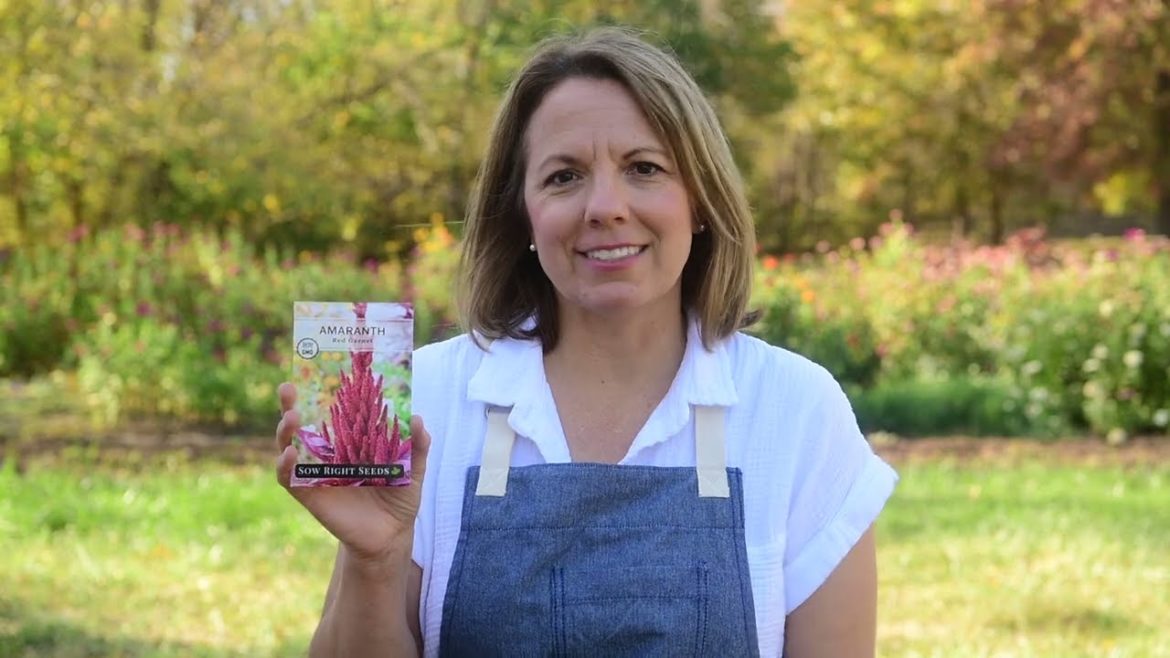 Growing Your Garden | How to Grow Amaranth from Seed Growing Your Garden | How to Grow Amaranth from Seed