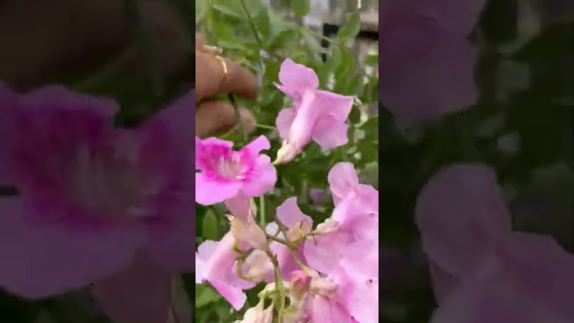 Flower Tecoma #youtube #shorts #gardening #rosegardening #trending #roses