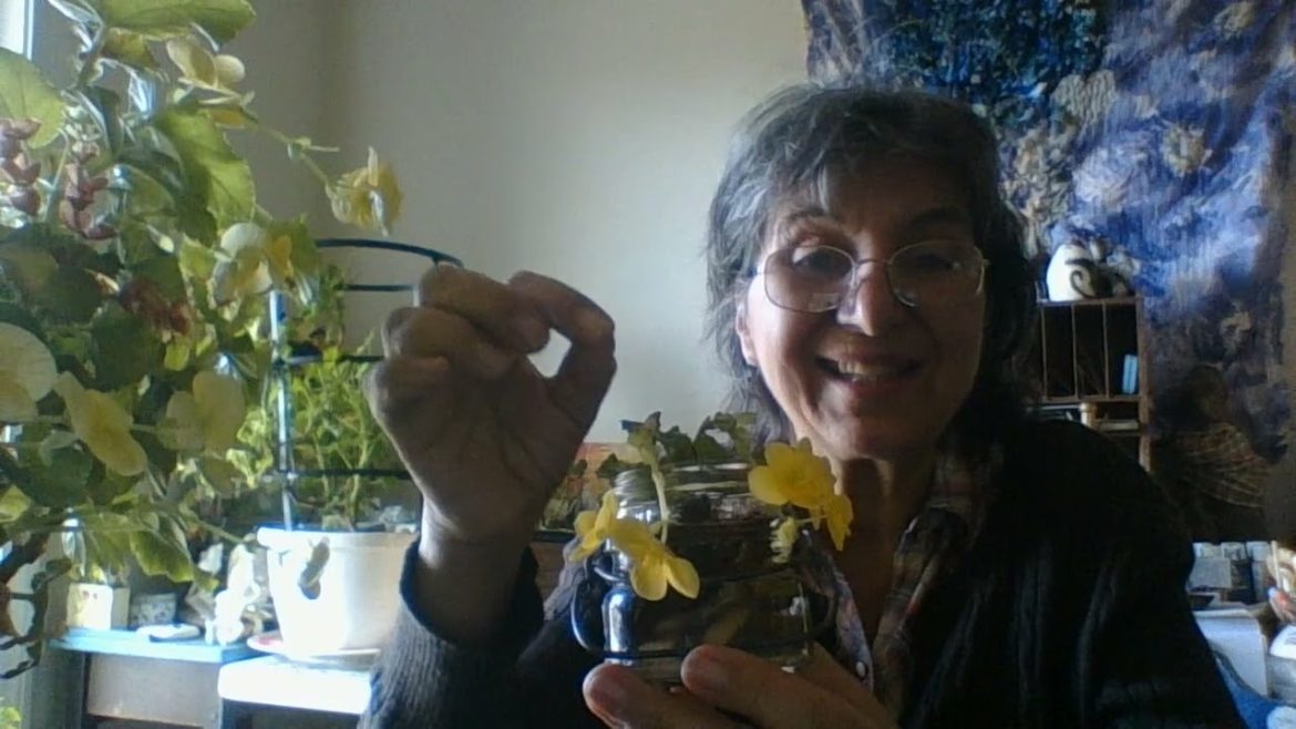 Vermont Begonia House Plants-A Care Share With Love!