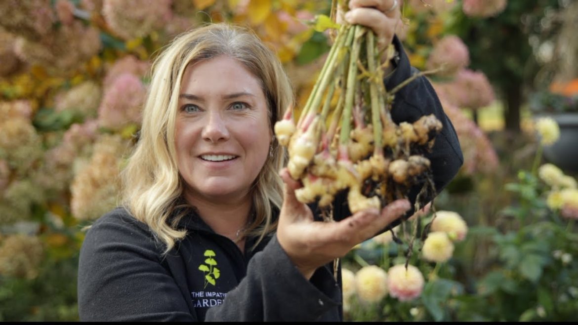 Easy gardening hack 🌿 Ginger + turmeric