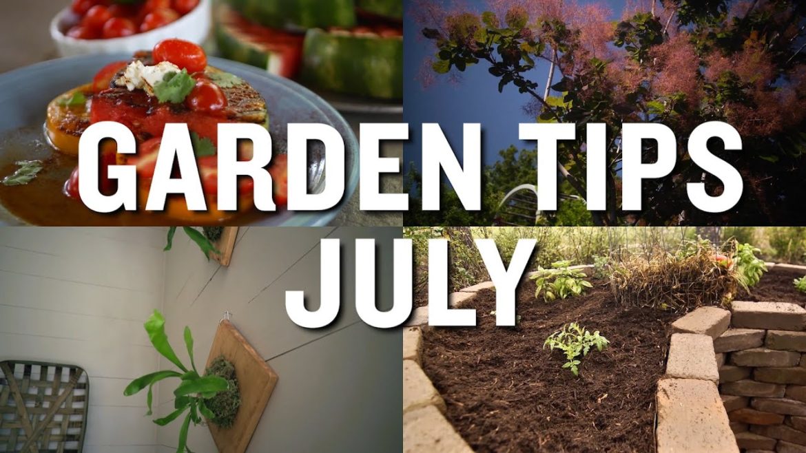 July Garden Tips and Projects: P. Allen Smith (2019)