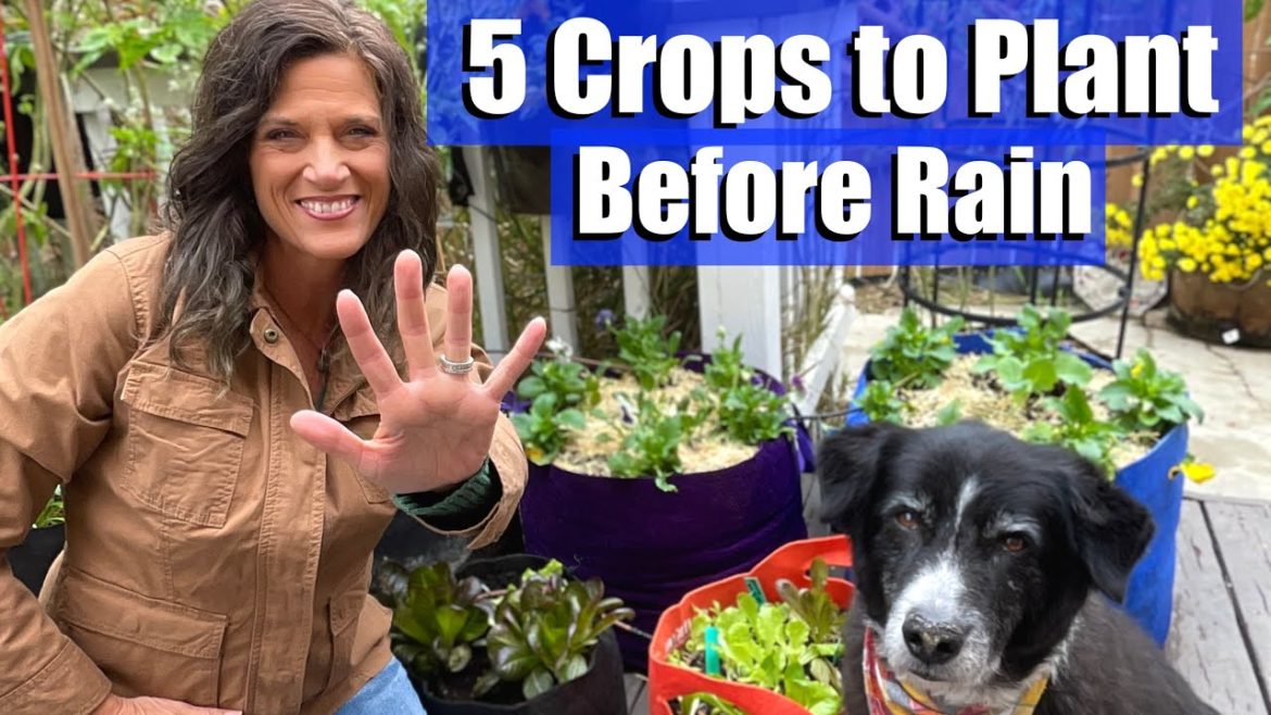 5 Easy-to-Grow Crops To Plant Before Rain- Let the Rain do the Work for You! ☔️ 5 Easy-to-Grow Crops To Plant Before Rain- Let the Rain do the Work for You! ☔️