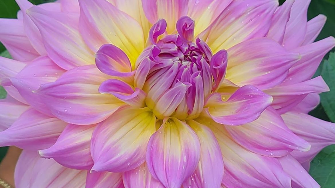 Dahlia Garden Tour (2022 Front Yard) Dahlia Garden Tour (2022 Front Yard)