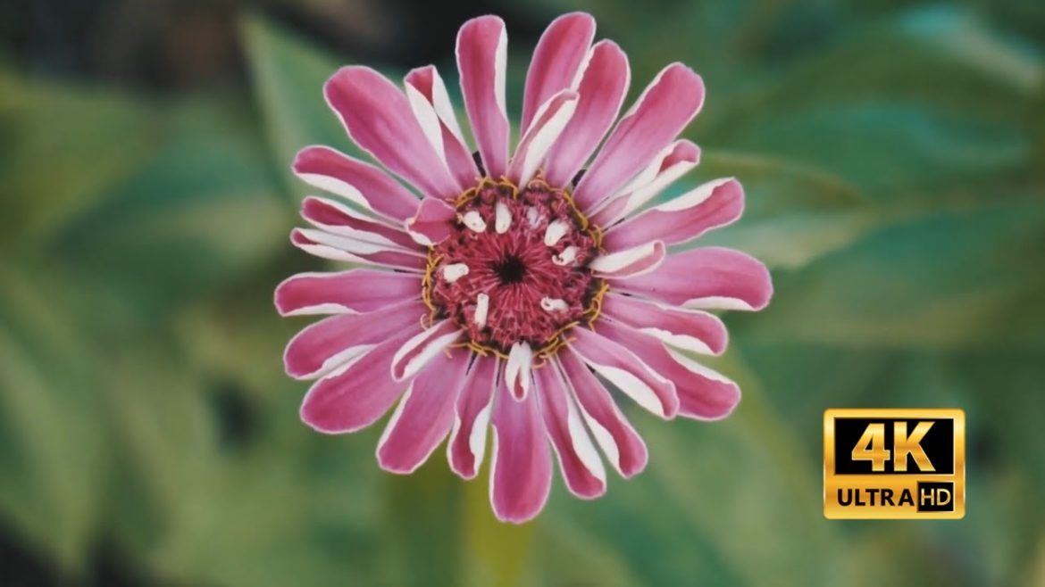 4k Flower Background videos || calm music, Relaxing music