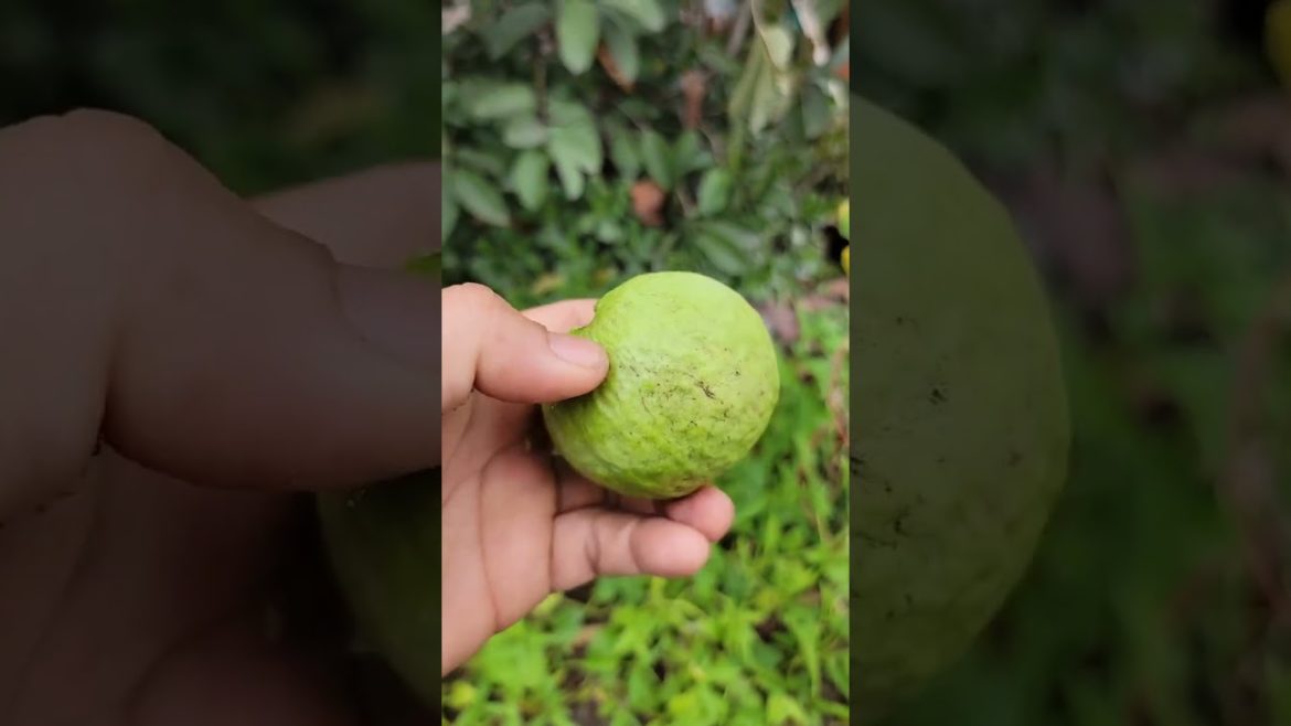 Lots of Guava, Easy to Peel and Eat | Delicious Organic Fruit Tree. Please SUBSCRIBE