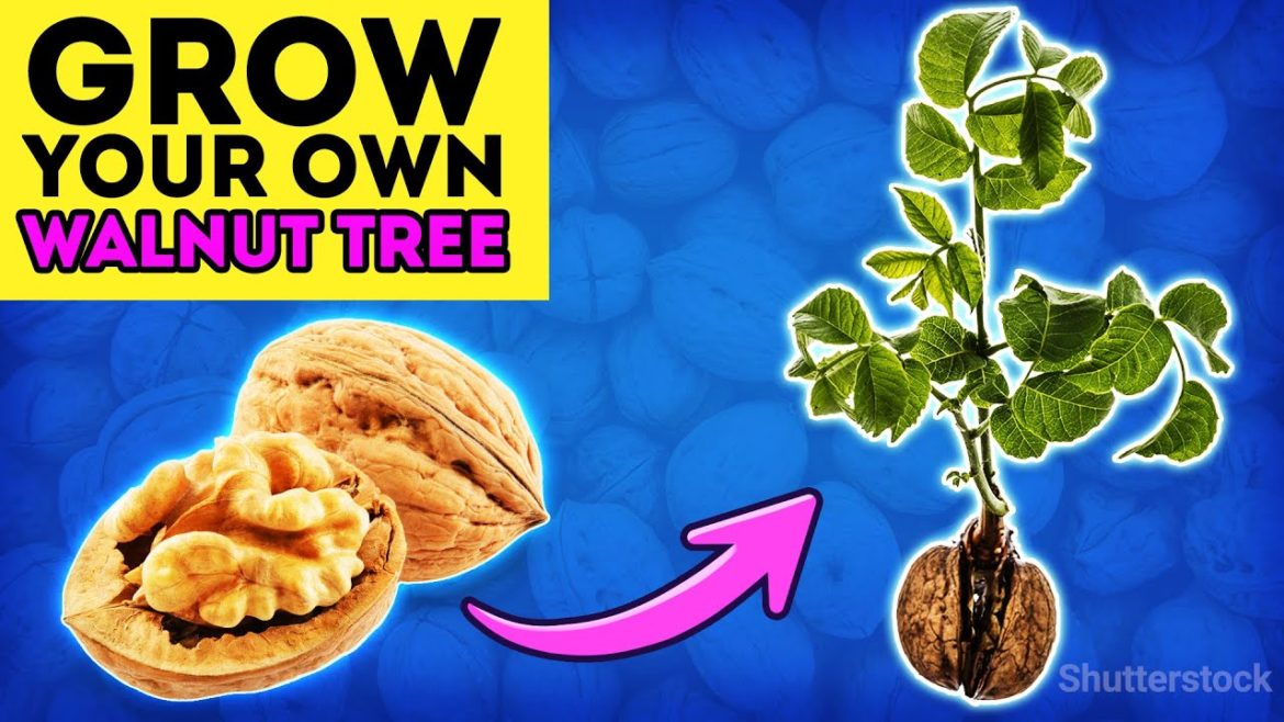 Grow a walnut tree fast and easy | Best gardening tips