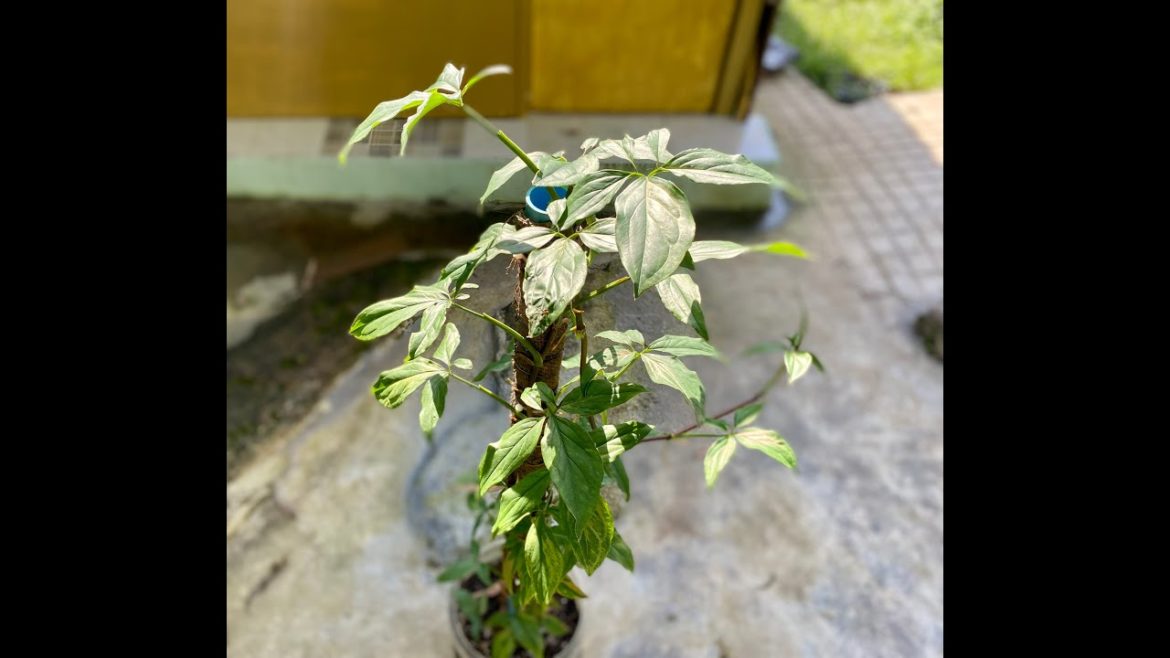 Repotting Syngonium Pink Splash in to Recycle Plastic Bottle by good healthy Repotting Syngonium Pink Splash in to Recycle Plastic Bottle by good healthy