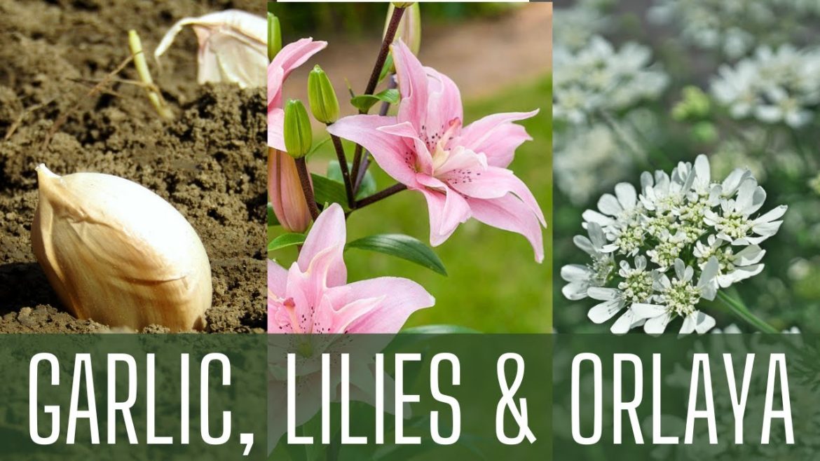 Planting GARLIC, LILIES, & ORLAYA 🌺 || Fall Garden Planting || How To Plant Garlic || Zone 8