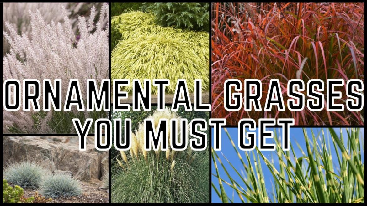 12 Ornamental Grasses Perfect For Your Landscape! 🌾