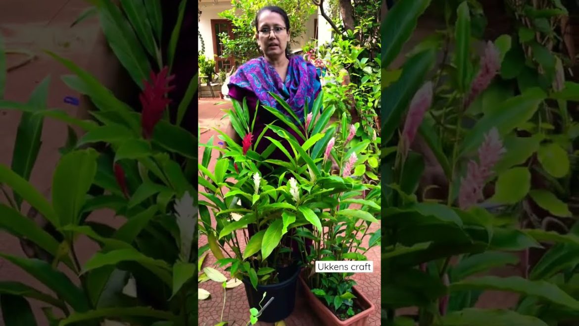 Home garden | short no:1| Ginger plant all colours | Gardening tips and tricks #ukkenscraft #shorts