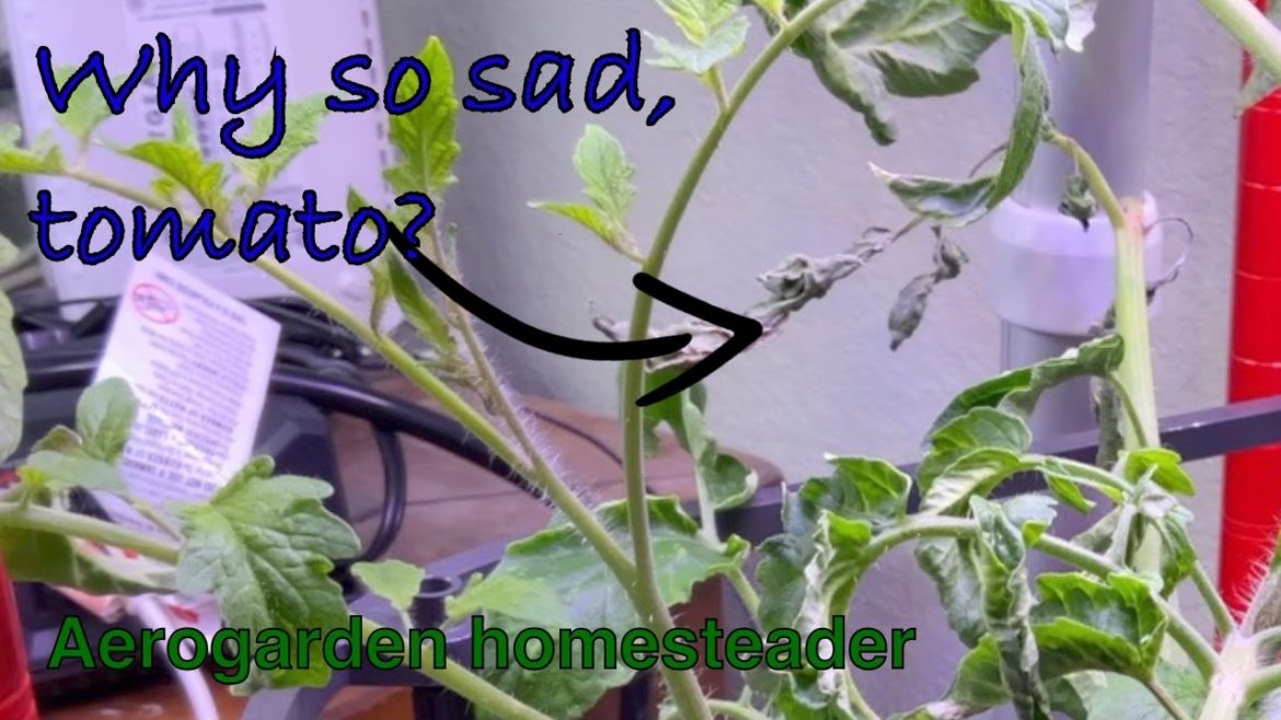 My tomato plants are struggling so much - Winter Gardening Update