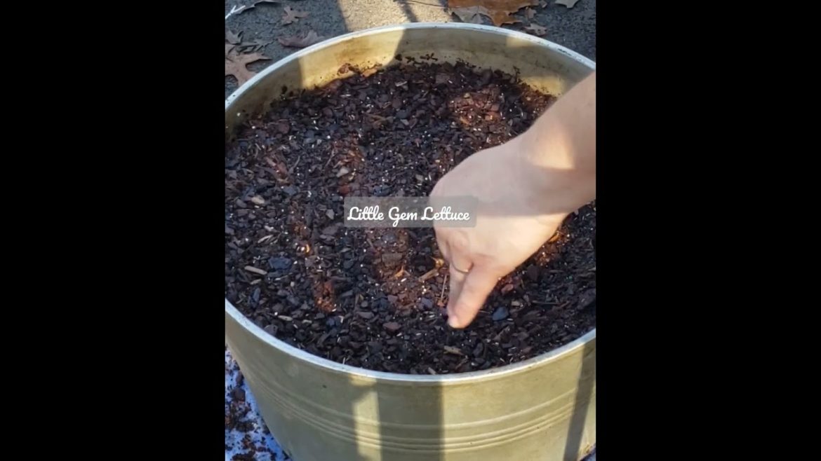 Planting Container Sown Lettuce in Less Than 40 Seconds | Direct Sown Seeds