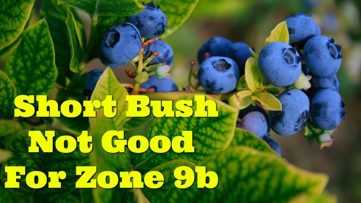 Low Bush Blueberries | Not Great For Zone 9b | Wait! Hold Up! #blueberries #containergardening Low Bush Blueberries | Not Great For Zone 9b | Wait! Hold Up! #blueberries #containergardening