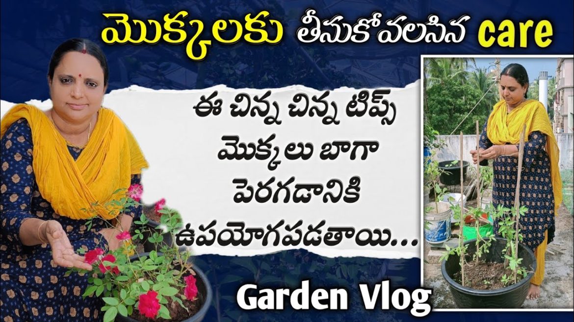 Simple garden tips | terrace garden ideas | Garden Vlog