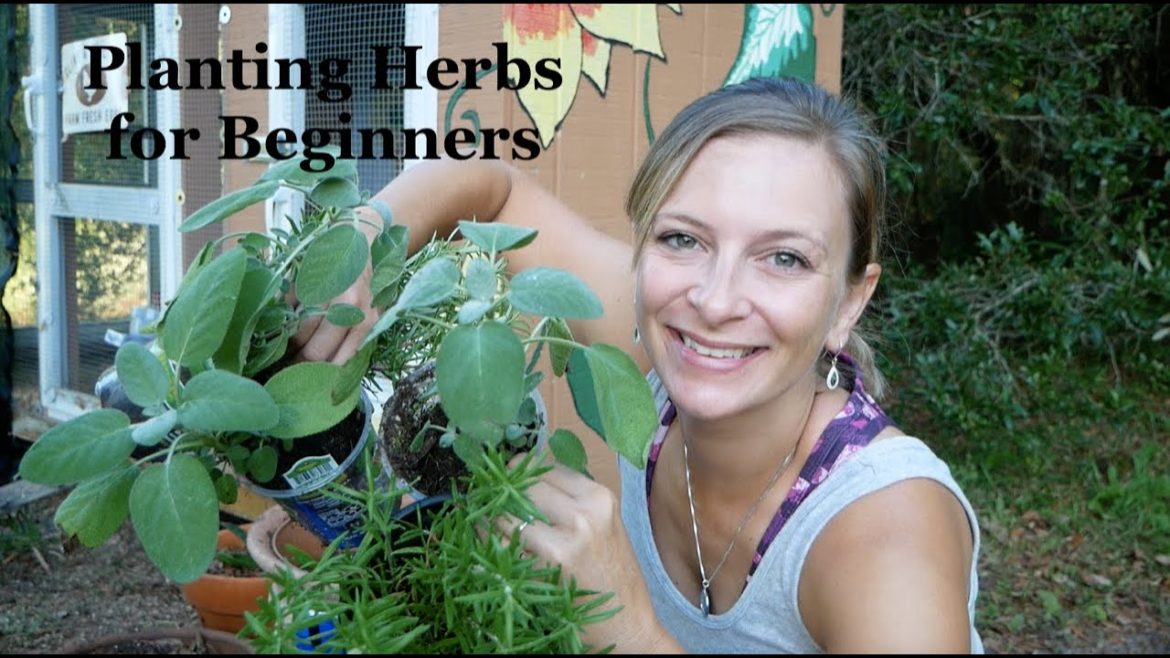 Planting Herbs for Beginners :: Florida Vegetable Gardening Planting Herbs for Beginners :: Florida Vegetable Gardening