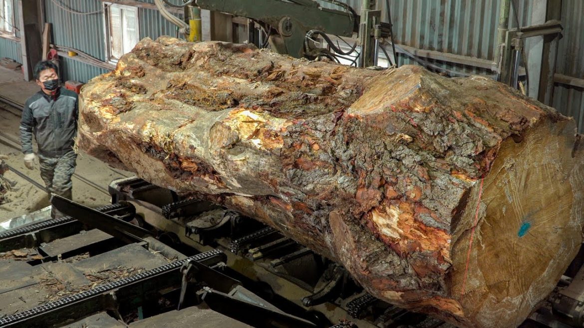 Turning a Giant Tree into an Expensive Dining Table. Korea’s Wooden Table Mass Production Process