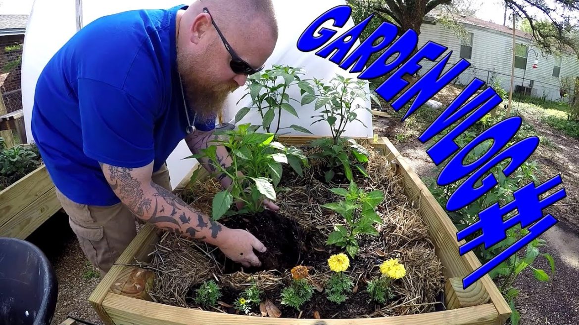 Raised Bed Strawbale Garden Tips and Chores...Broke Gardening