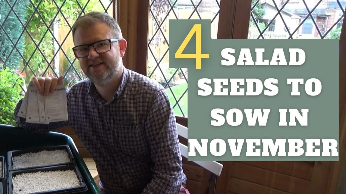 4 Salad Seeds to Sow in November | What to Sow in November | Autumn Lettuce Sowing | Winter Salads 4 Salad Seeds to Sow in November | What to Sow in November | Autumn Lettuce Sowing | Winter Salads