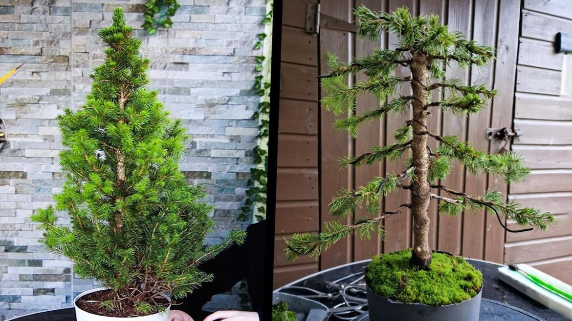 How to Bonsai a White Spruce Tree🌲(Picea Glauca) How to Bonsai a White Spruce Tree🌲(Picea Glauca)