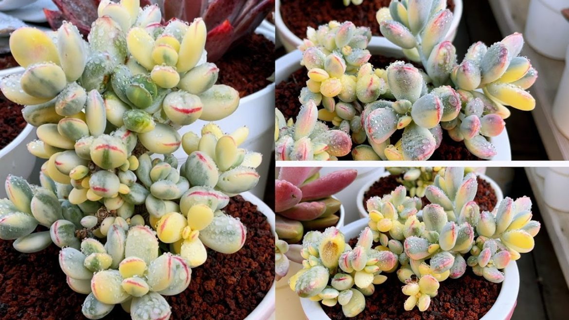 SOIL MIX FOR KOREAN SUCCULENT | TIME TO PROPAGATE COTYLEDON | NHÂN GIỐNG SỎI CẦU VỒNG SOIL MIX FOR KOREAN SUCCULENT | TIME TO PROPAGATE COTYLEDON | NHÂN GIỐNG SỎI CẦU VỒNG