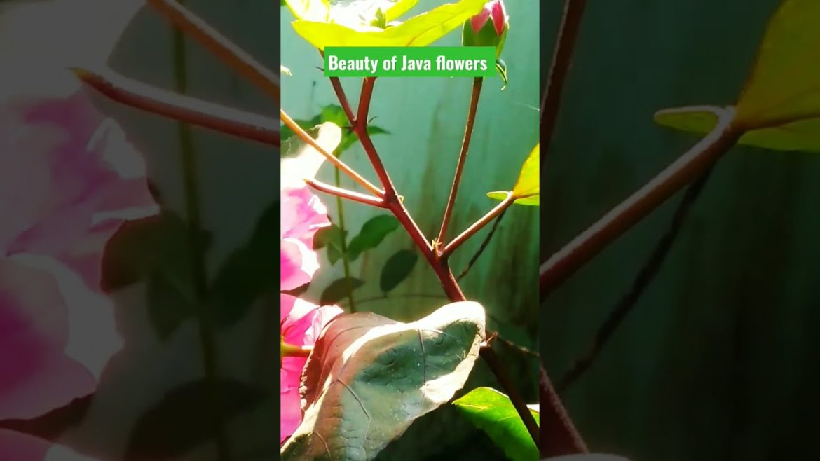 Beautiful Java Flowers Tree in Garden. Triks of Wonderful Garden Design Environment.