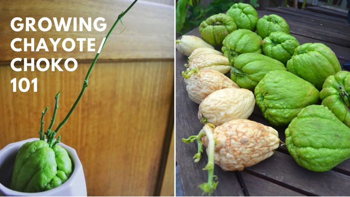 Sprouting and growing Chayote / Choko + Growing tips, tricks, everything you need to know Sprouting and growing Chayote / Choko + Growing tips, tricks, everything you need to know