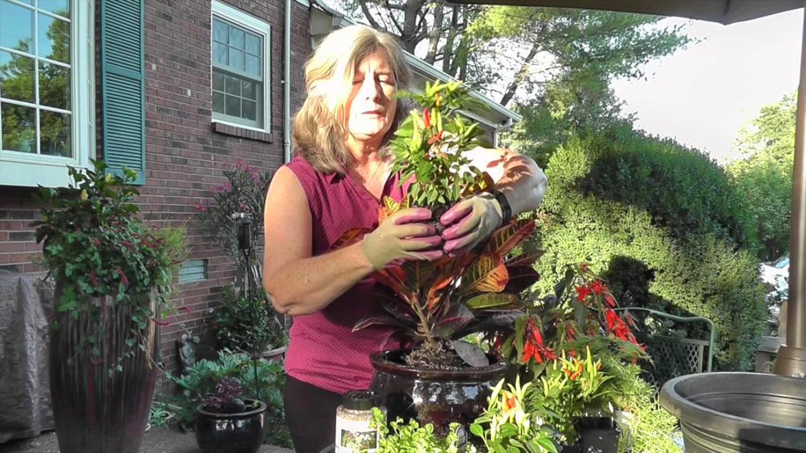 Container Gardening - Thriller, Filler, Spiller