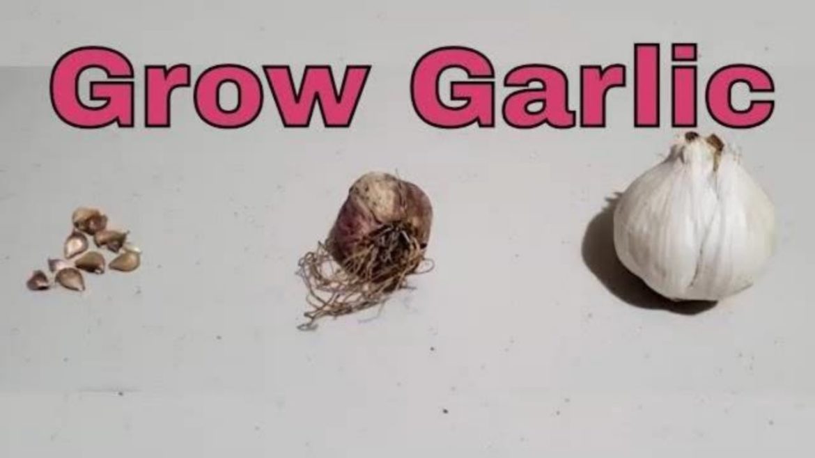 Why Every Gardener Needs to Grow Garlic | Fall Garden Tips | Free Online Gardening Class