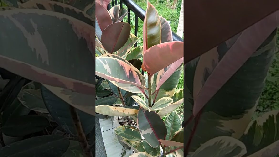 Rubber Plant Grow from Cuttings… #houseplants #gardeningtips Rubber Plant Grow from Cuttings... #houseplants #gardeningtips