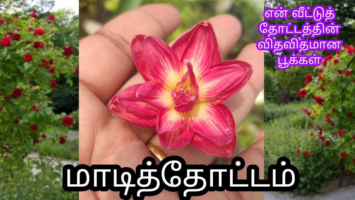 மழை லில்லி மழையில் ஆச்சரியப்பட்டு விட்டேன் / Gardening Tips in Tamil/ Rain Lily/ Garden  Vlog Tamil