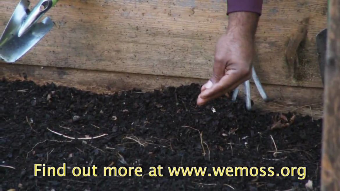 Vegetable Garden: How to Sow Seeds in a Raised Bed Garden